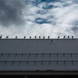 Möwen auf der Fischfabrik