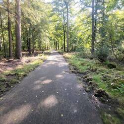 Wildschweine am Waldesrand. Sie haben sich bestimmt die Pilze geholt, die wir sammeln wollten.