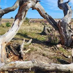 Es darf auch Altholz geben.