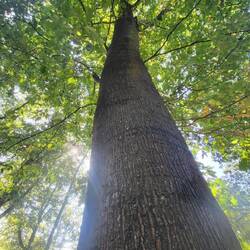 Viele alte und schöne Bäume.