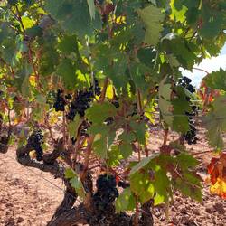 I'm guessing they will be harvesting the grapes soon.