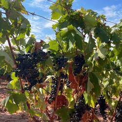 I walked past several vineyards today.