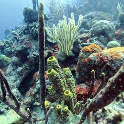 Sponges