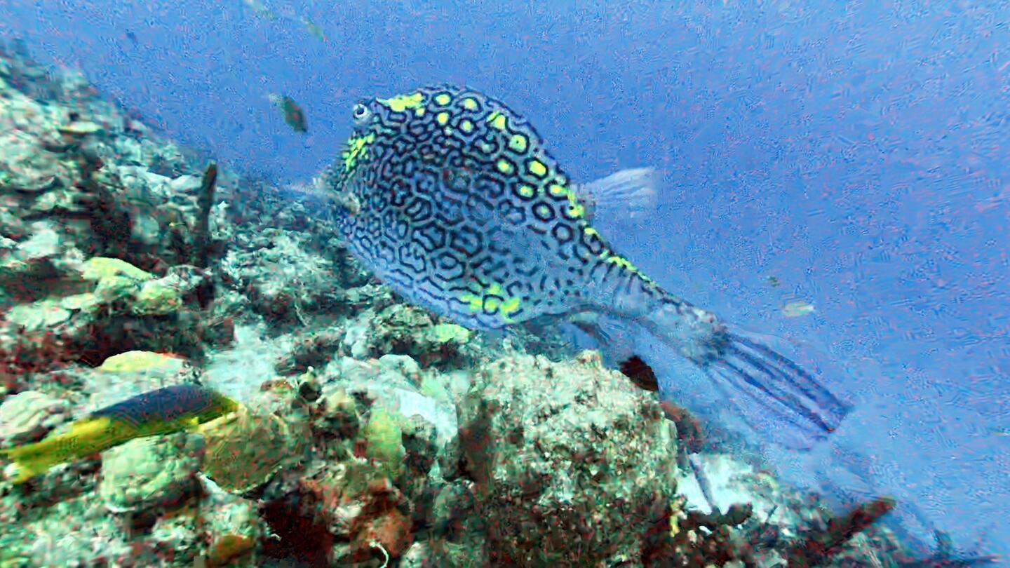 Honeycomb cowfish. Pretty blue