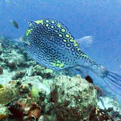 Honeycomb cowfish. Pretty blue