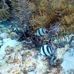 Banded Butterflyfish