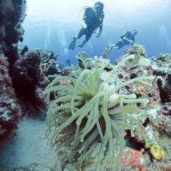 Anemone