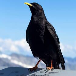 A yellow-billed chough checking us out at the Sphinx Terrace — Jungfraujoch, Switzerland.