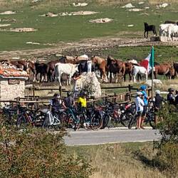 Raststätte für Kühe, Schafe und Radfahrer*innen