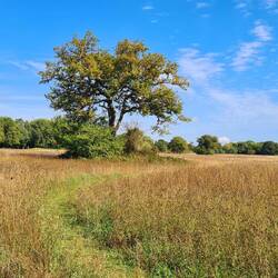 maidenhead thicket meadow