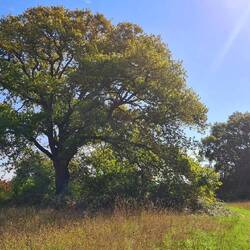 maidenhead thicket meadow