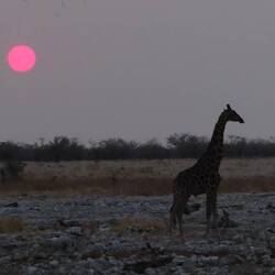 Heute Abend am Wasserloch
