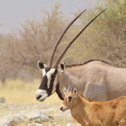 Oryxantilope mit Nachwuchs