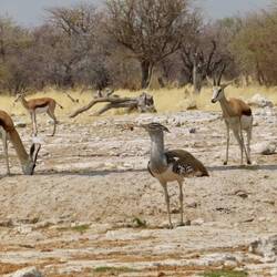 Großtrappe am Wasserloch