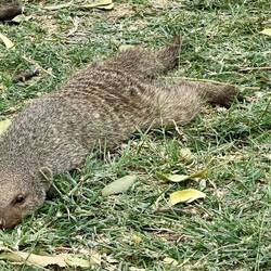 "Bei diesen Temperaturen von knapp 40 Grad kann ich einfach nur so daliegen" denkt sich die Manguste