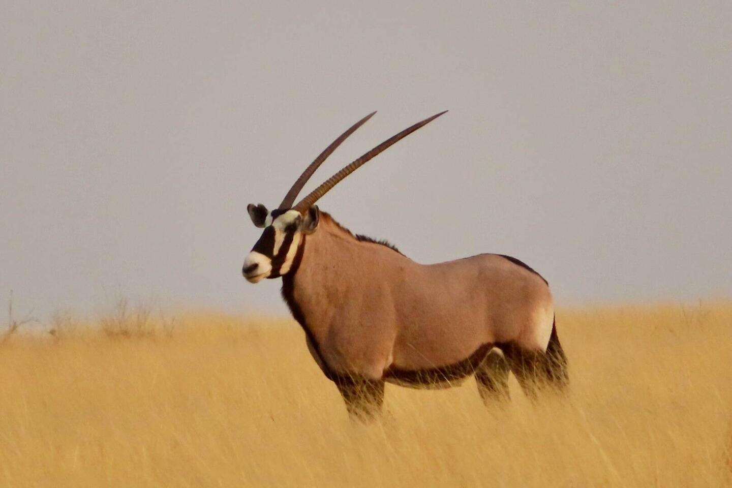 Oryx = Spießbock ist das Nationaltier Namibias