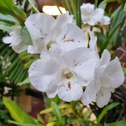 One of the orchids in the hotel garden