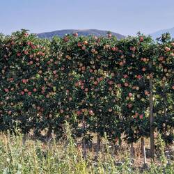 ....die Apfelernte scheint gut zu sein....