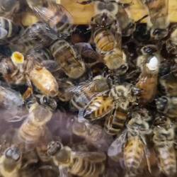 ....die Königin mit dem weissen Punkt....