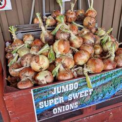 ....solch grosse Zwiebeln 😳...