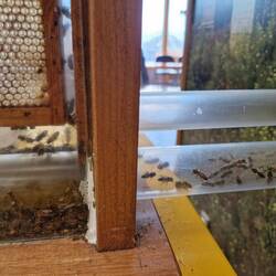 ....die Bienen 🐝 geben alles....