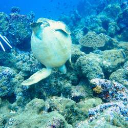 Die Schildkröte kämpft auch mit der Brandung