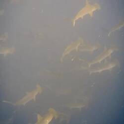 Als wir zum Auftauchen ins Blaue schwimmen begleiten uns bestimmt 100 Hammerhaie