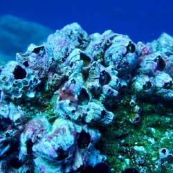 Die Seepocken haben uns in der Strömung einen riesigen Dienst als Ankerpunkte erwiesen