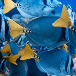 Ein Schwarm Razor Surgeonfish nimmt mir kurzzeitig die Sicht 😅