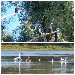 Cormorants / Swan