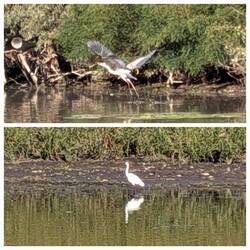 Heron / White Egret