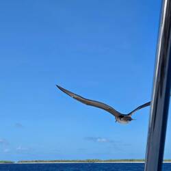4 oiseaux nous suivent