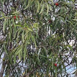 Quandong Tree