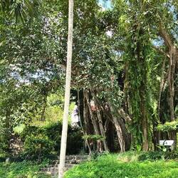 der "wandernde Banyanbaum"