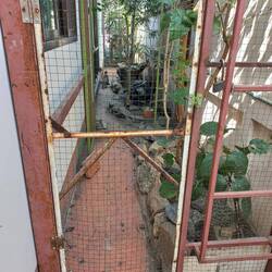 Pheasant cage behind the house