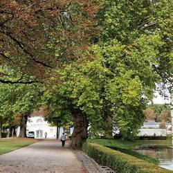 Riesige Platanen stehen hier. 😍