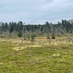 Von der Gischt gezeichneter Wald