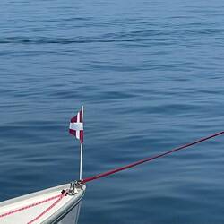 Eine der vielen Robben im Limfjord