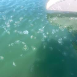 So viele Quallen habe ich noch nie gesehen