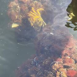 Reiches Leben im Hafenbecken