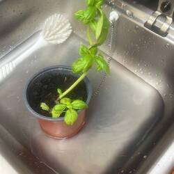 Der Basilikum von Stefan beisst sich durch