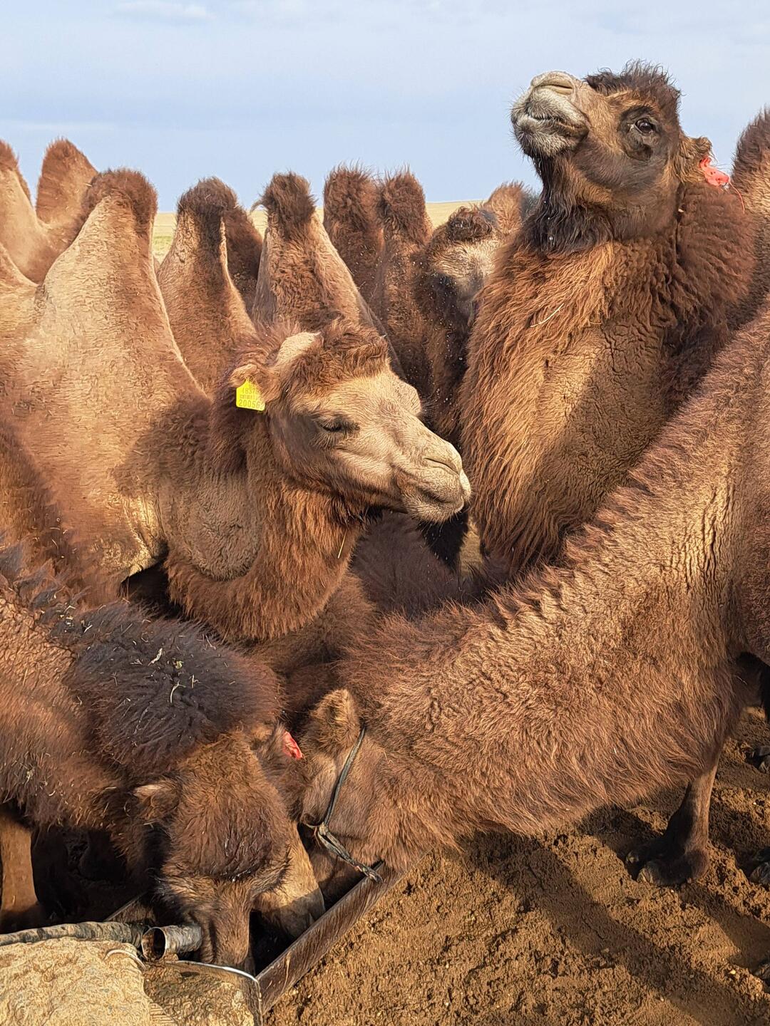 Früh am Morgen: Alles drängt sich an der Tränke