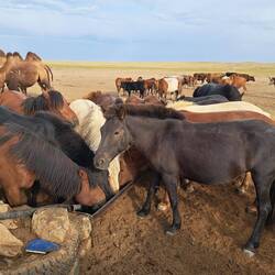 Interessant die Reihenfolge: Zuerst Kamele, dann Pferde, dann Rinder