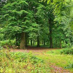 guines wald