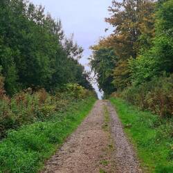 guines wald