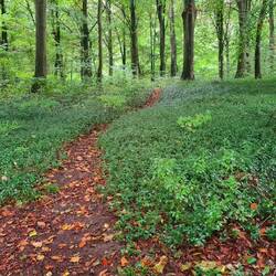 guines wald