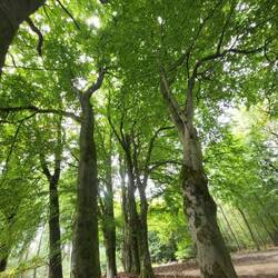 Buchenwälder, sehr schön.