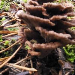 Leider etwas unscharf, aber der Pilz sieht wie ein Tannenzapfen aus.