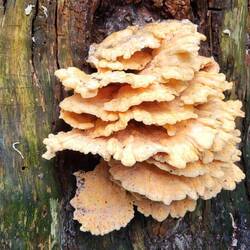 Er ist richtig groß und leuchtet gelb und weit.