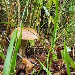 Und es ist klar, in Holland dürfen Pilze nur mit Sondergenehmigung gesammelt werden.